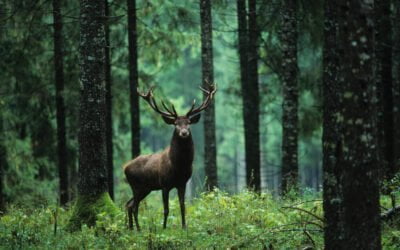 How Do You Communicate With Wild Animals?