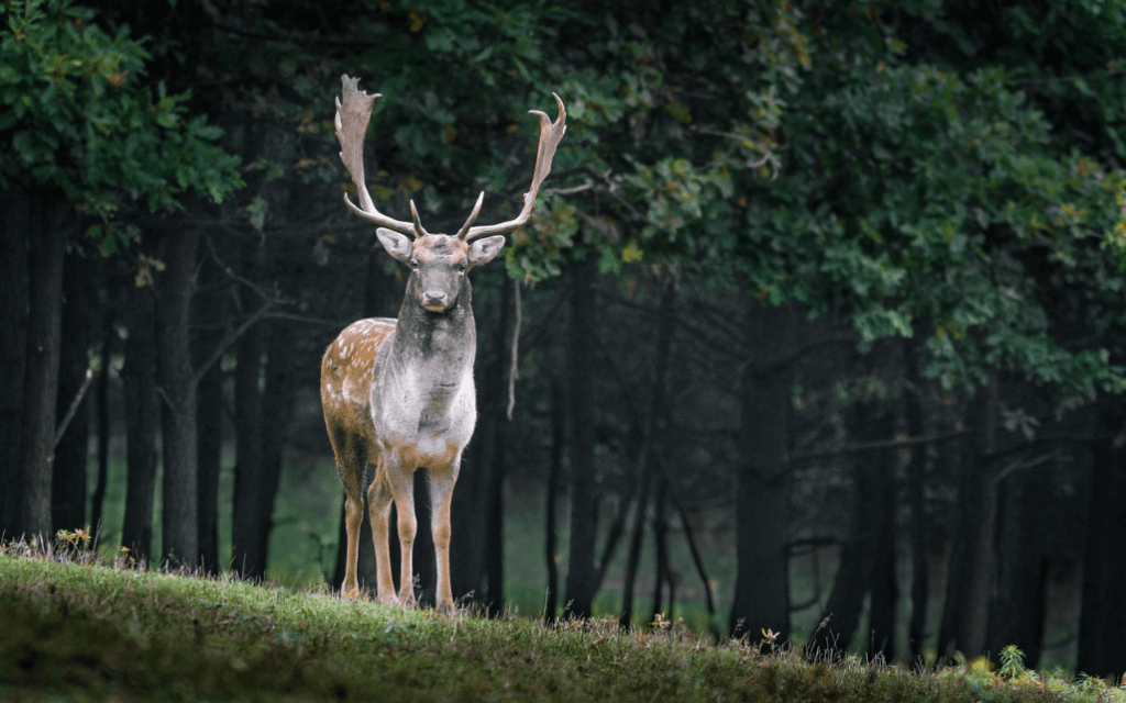 Animals take things at face value, what you see is what you get