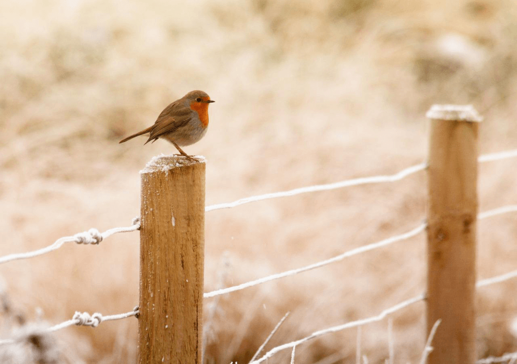 How do the birds react to you?