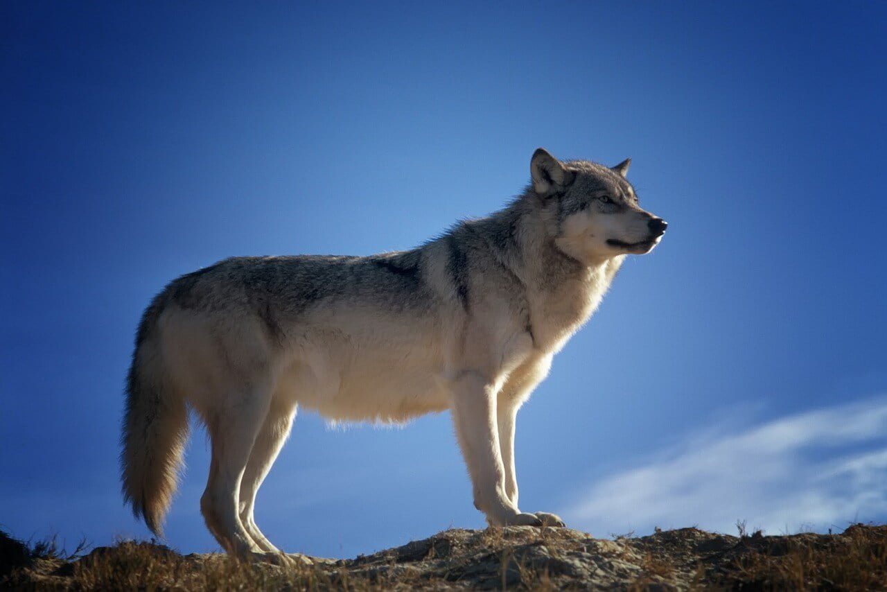 What is your chakra spirit animal