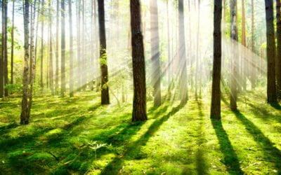 What To Eat If You Get Lost In The Woods?