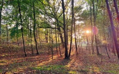 Why You Want To Reconnect With Nature (And 5 Ways To Do It)