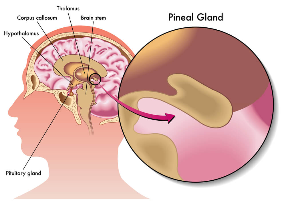 How is the pineal gland related to the third eye