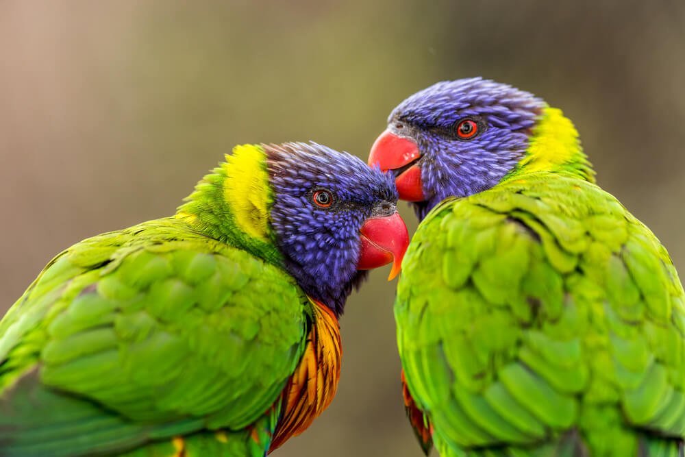 Observe wild animals and learn about nature
