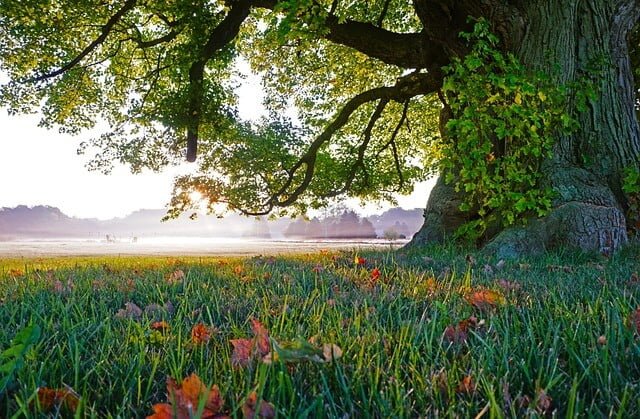 Reconnecting with nature and healing from trauma