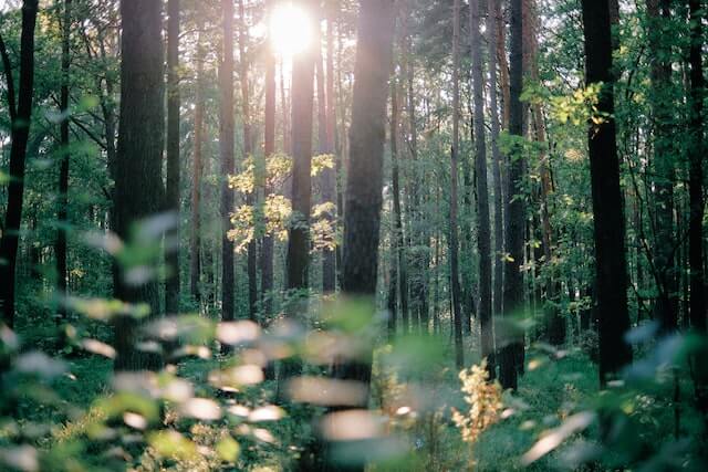 Reconnecting with nature meaning