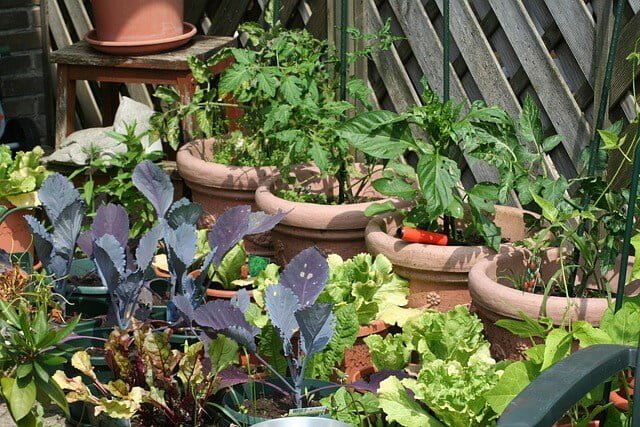 grow your own food