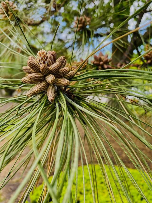 what is the pineal gland and how is it related to the third eye - pine cone